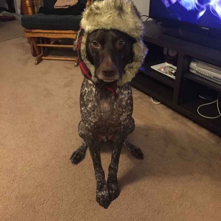Let me see those fur babies!