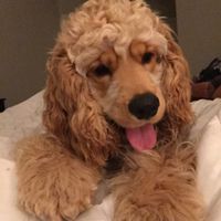 #petlife - pet memes & furbaby pictures!