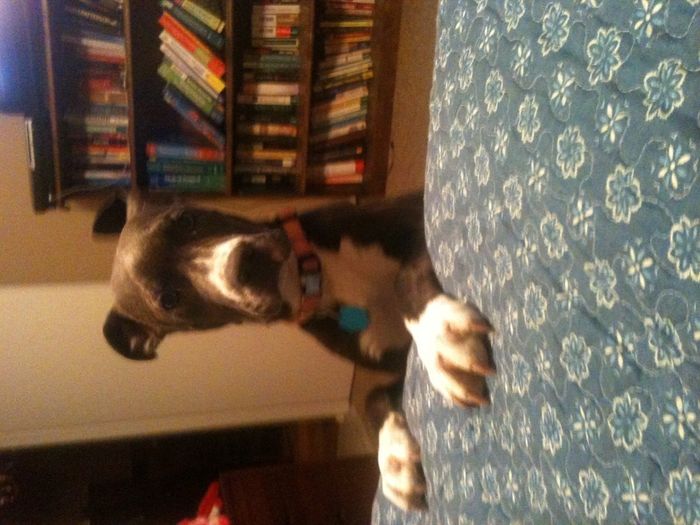 New puppy vent