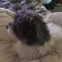 Show me your pet! - 1