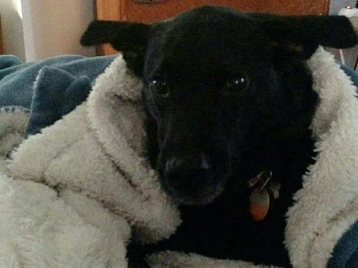 NWR: Losing our husky