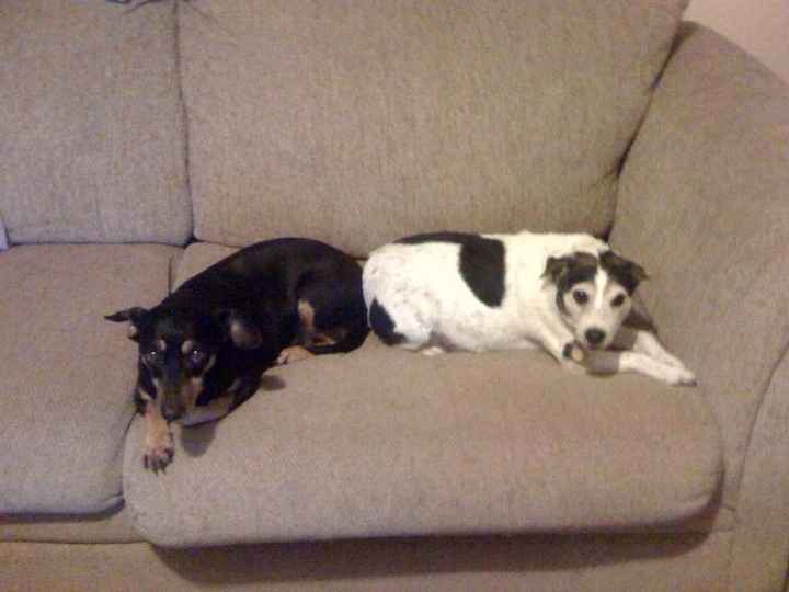 Show me your puppies!