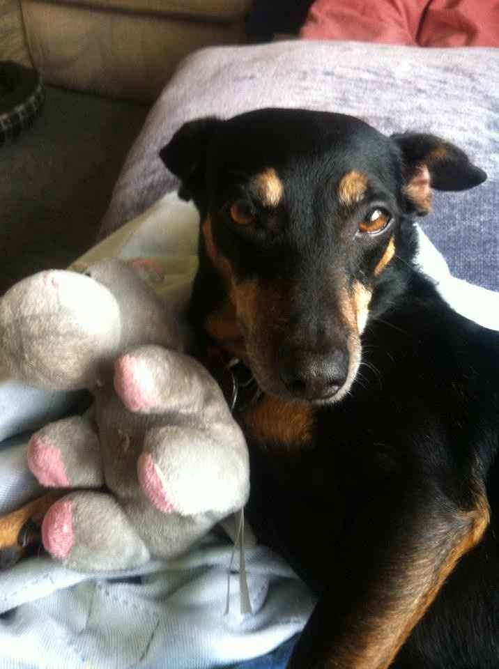 Show me your puppies!