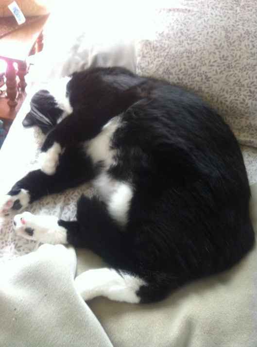 NWR:  Fur Babies