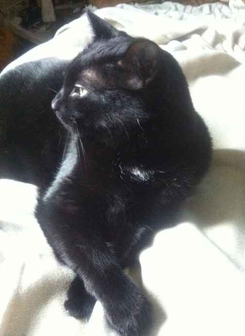 NWR:  Fur Babies