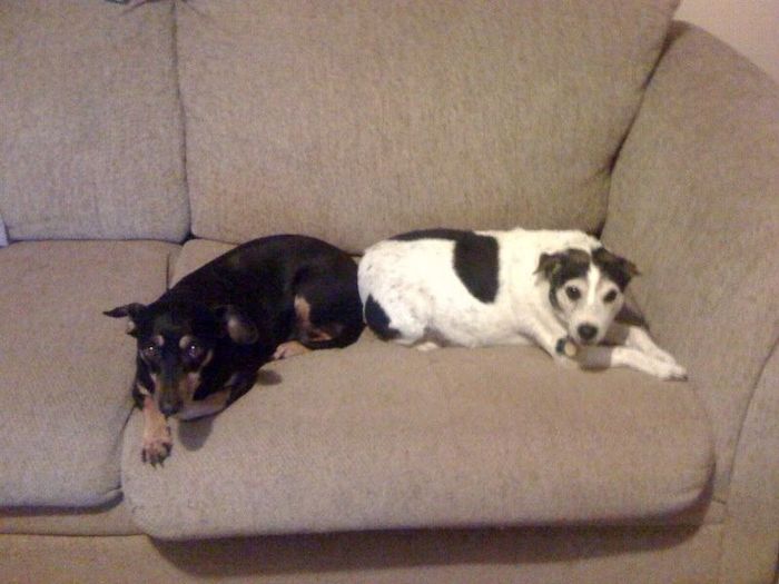Show me your puppies!