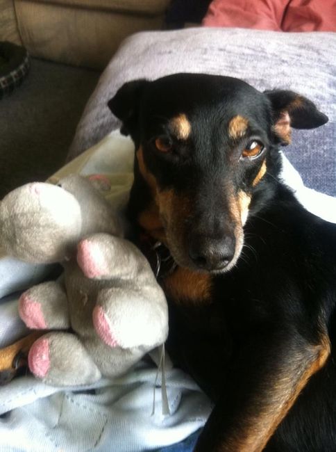Show me your puppies!