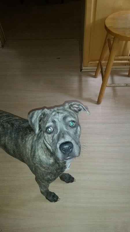 NWR- pets! We love them show me yours :)