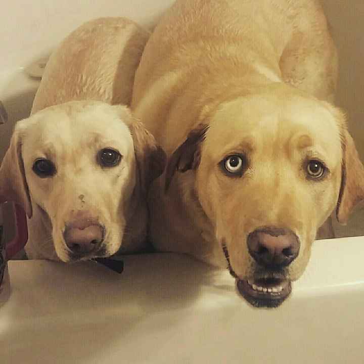 NWR: Name a weird/funny thing your pets do