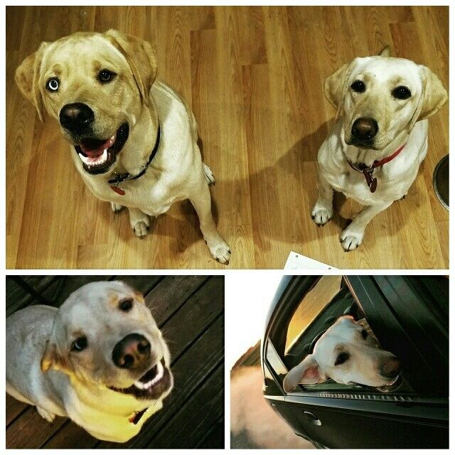 Show me those puppies!