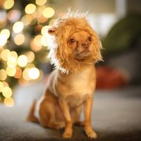 Show me those puppies!