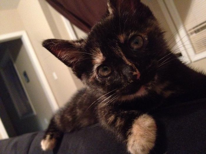 NWR: Fur baby thread!