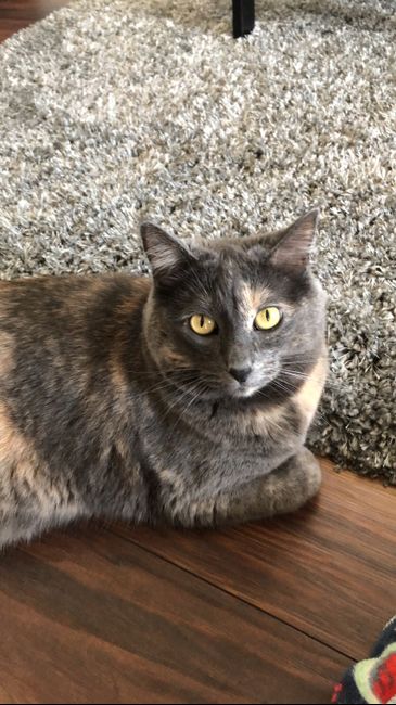 Show me your fiance and pet - 2
