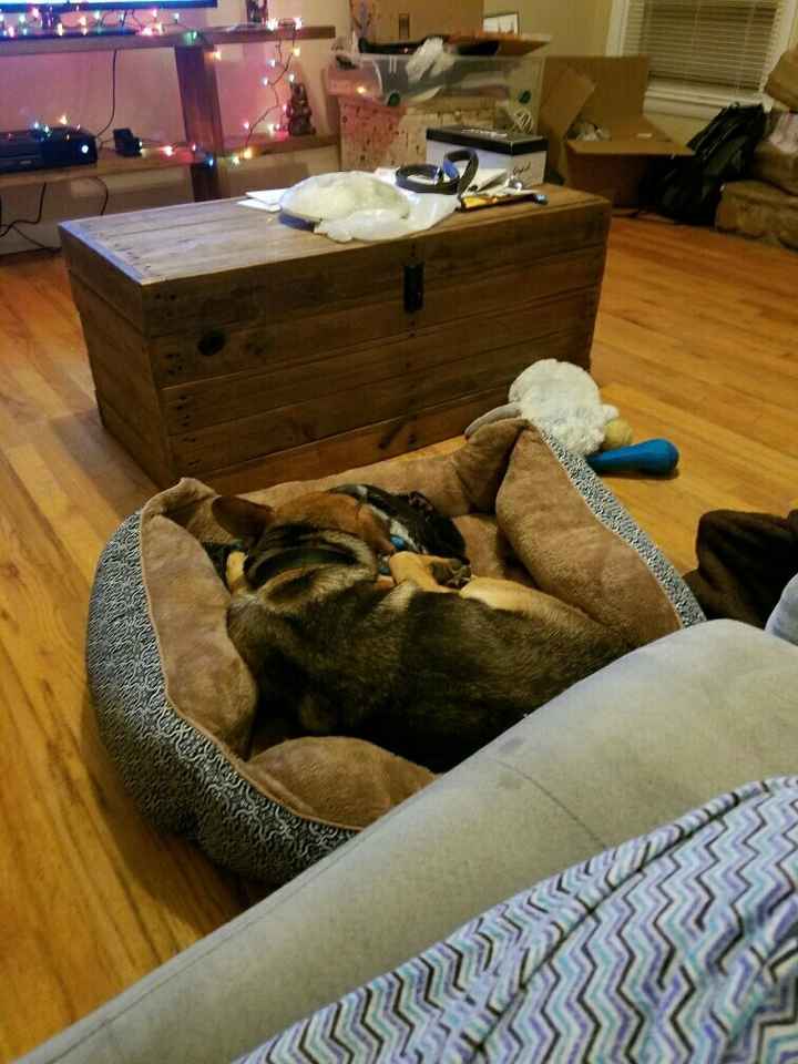Let me see those fur babies!