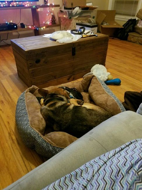 Let me see those fur babies!
