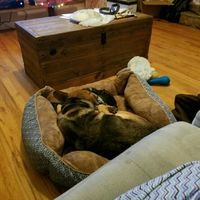 Let me see those fur babies!