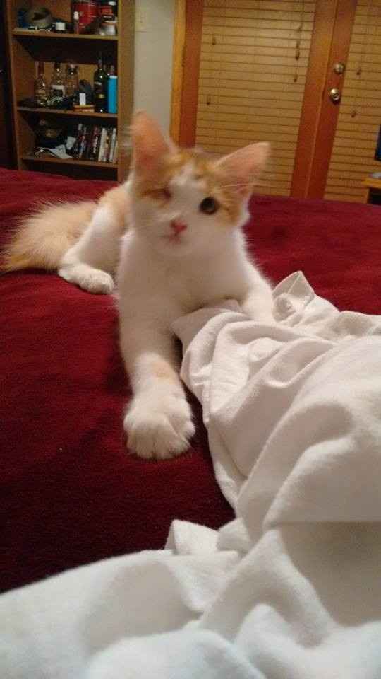 NWR: post pics of your pets!!