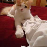 NWR: post pics of your pets!!