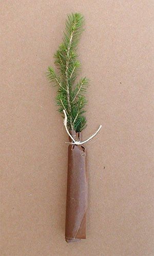 Wedding Favors? Please share.