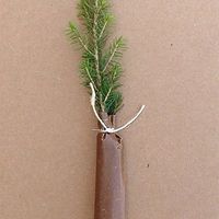 Wedding Favors? Please share.