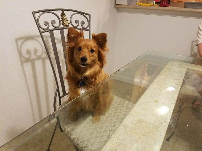 Show me your fur babies!