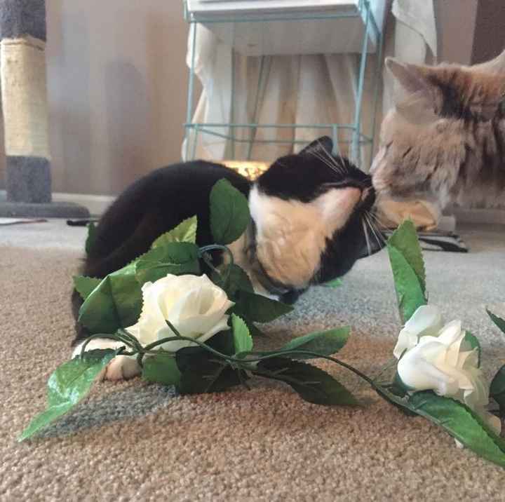 NWR- pets! We love them show me yours :)