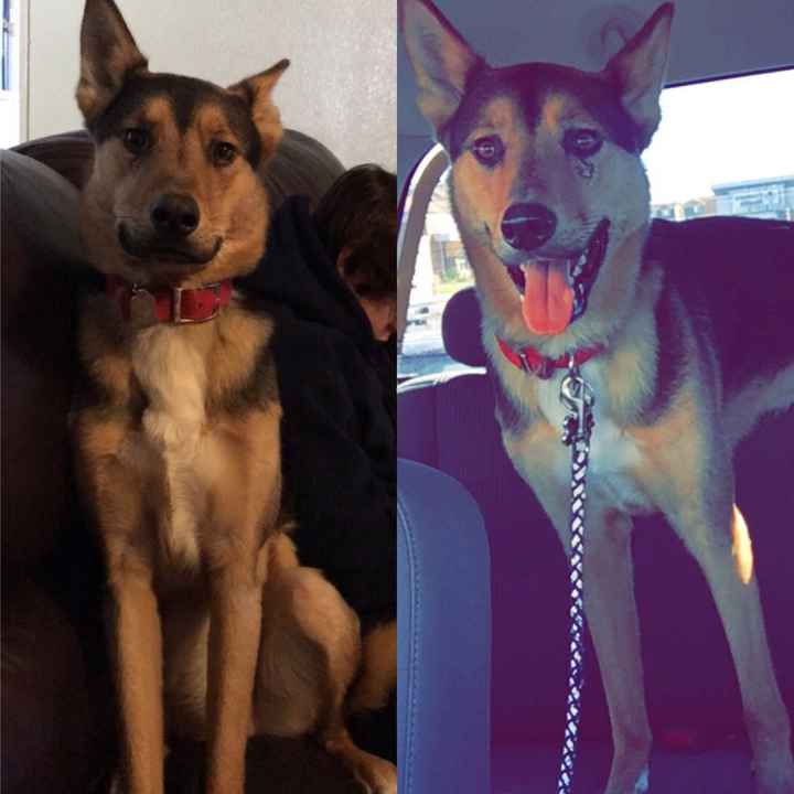 Let me see those fur babies!