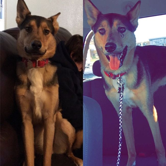 Let me see those fur babies!