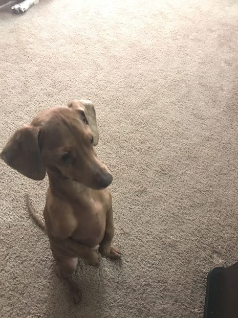 Let me see those fur babies!