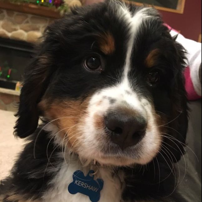 Furbaby pick me up
