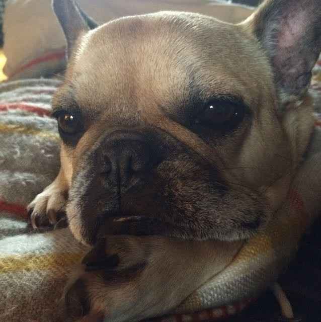 NWR: it's my dogs birthday!