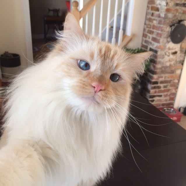 NWR: Tomorrow is National Cat Day!