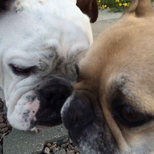 Sneak Peek for our engagement photos - what do you think? WARNING: ADORABLE BULLDOG INCLUDED