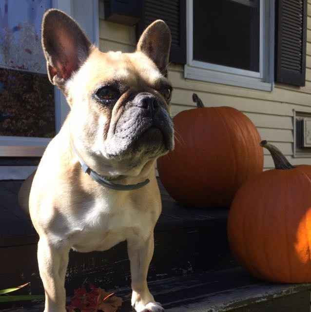 KWR: Who else missed their pets?