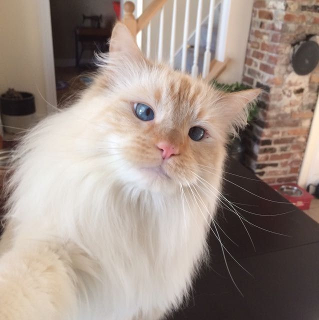 NWR: Tomorrow is National Cat Day!