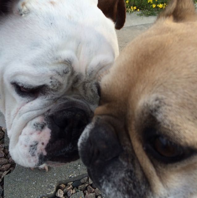 Sneak Peek for our engagement photos - what do you think? WARNING: ADORABLE BULLDOG INCLUDED