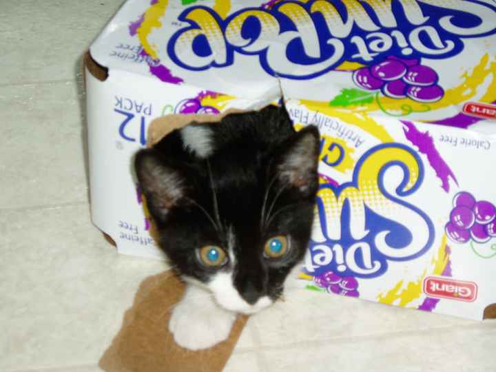 Show me your fur baby! (it has been awhile and I love seeing the pets!)