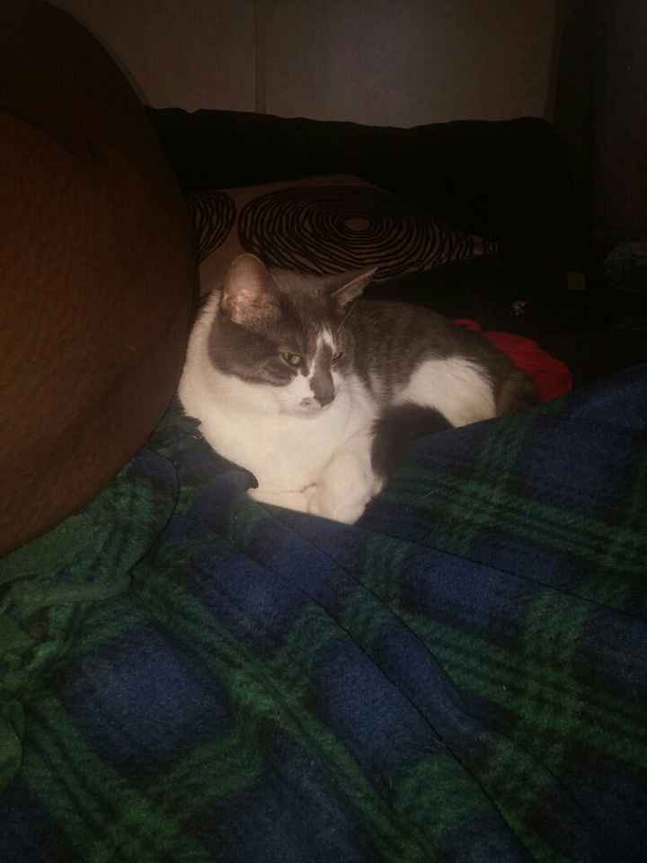 NWR: Bored? Show off your pets!