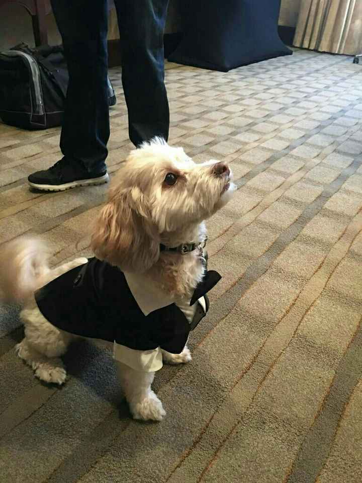Dog friendly ceremonies and receptions