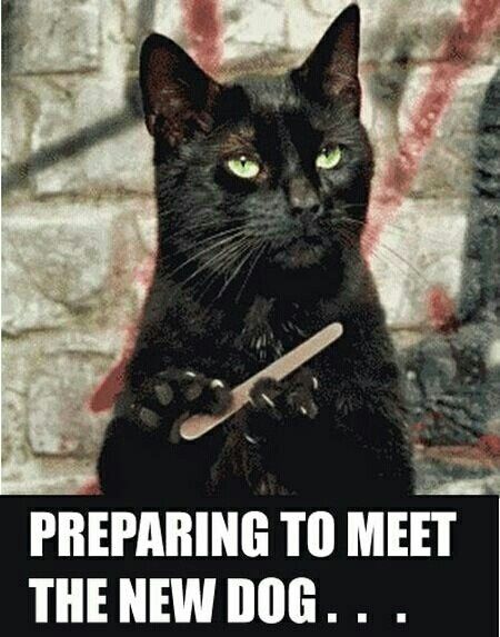Is it too early for cute cat memes?