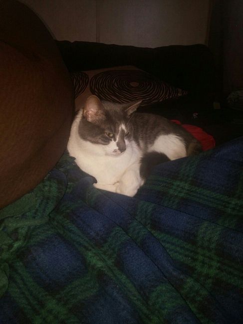 NWR: Bored? Show off your pets!