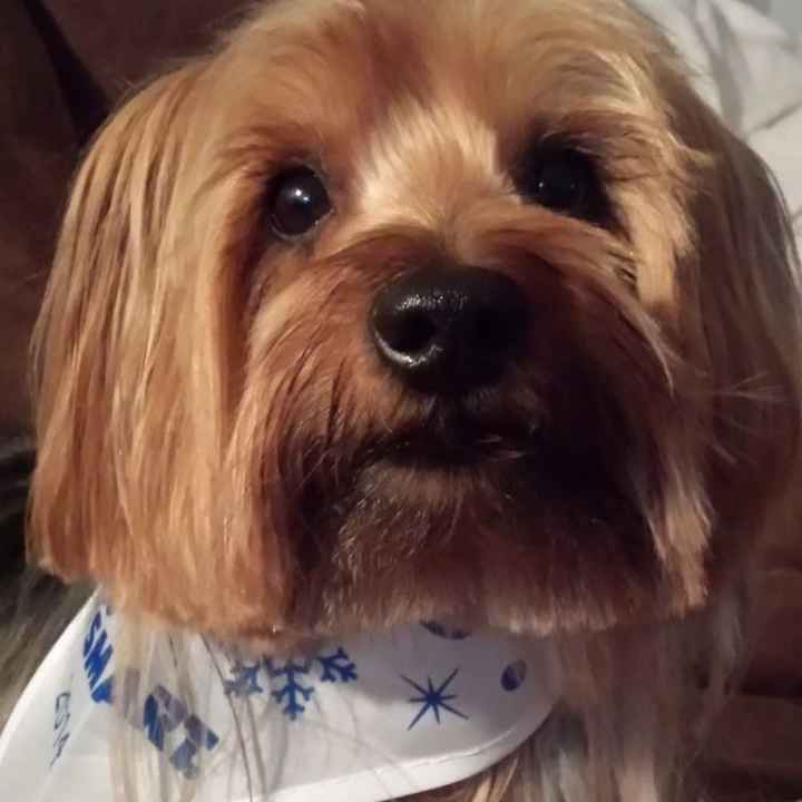 NWR: it's my dogs birthday!