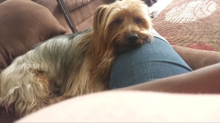 Fur Babies (Give the Best Hugs)
