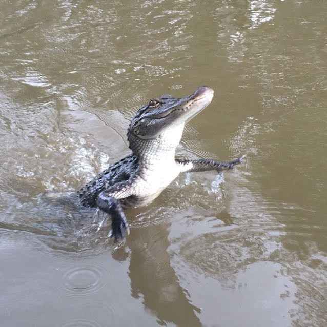 Where to geaux? NOLA honeymoon booked!