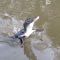 Where to geaux? NOLA honeymoon booked!