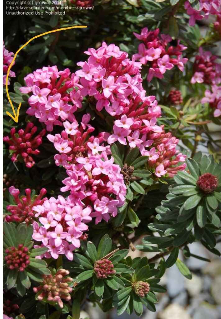 Anyone know what this flower is? - 1