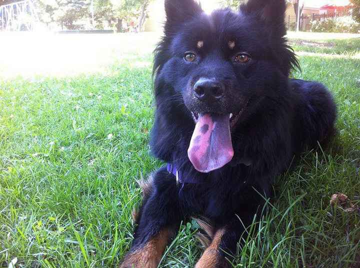 Let me see your furrybabies on the weekend....