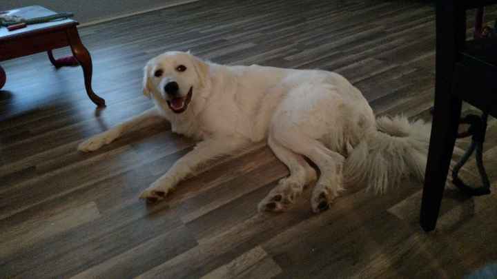 Show Me Your Fur Baby Participants! - 1