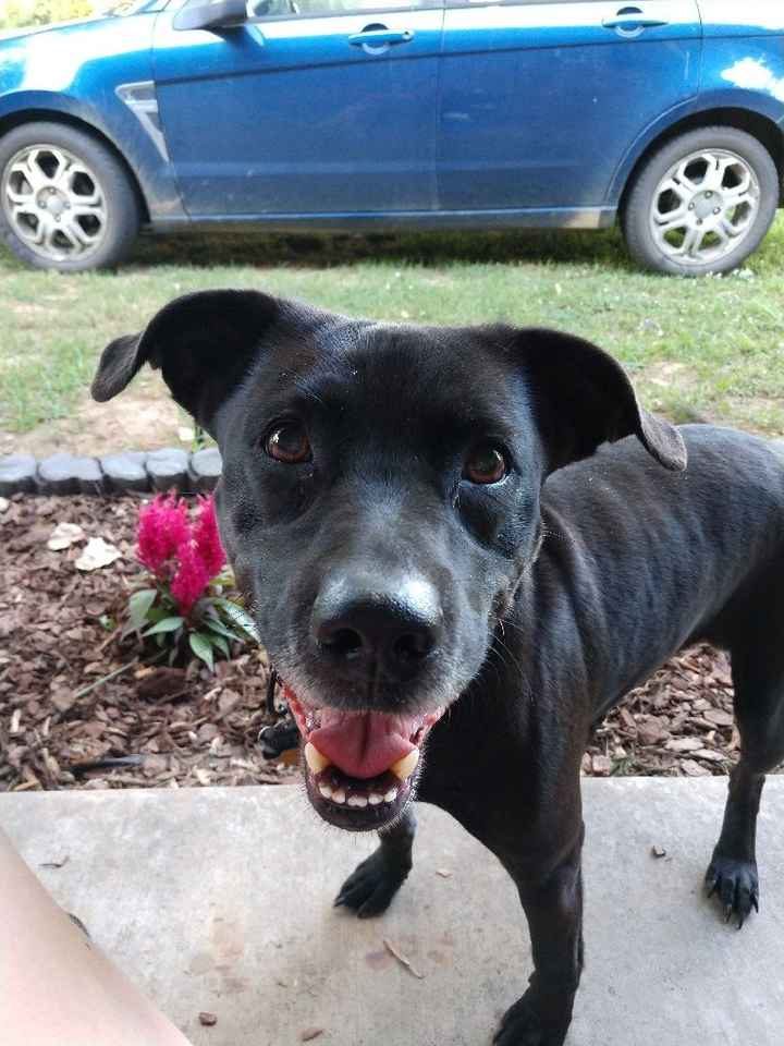 Show Me Your Fur Baby Participants! - 2