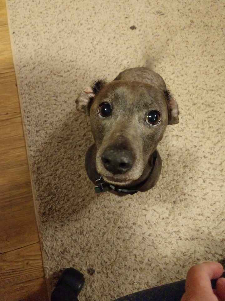 Show Me Your Fur Baby Participants! - 3